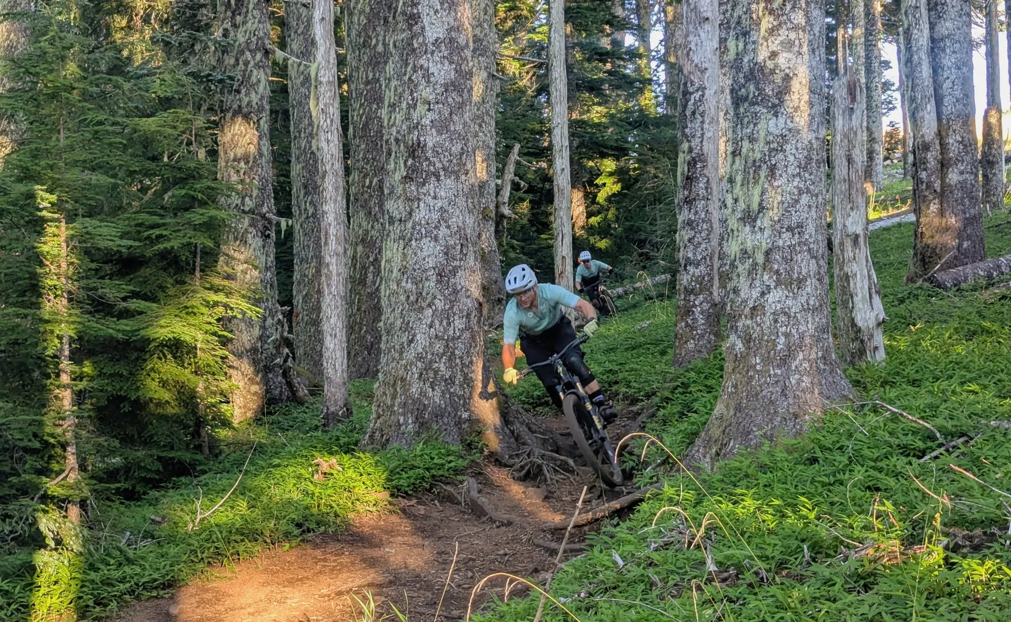 Rider on the Alsea Falls trail system in the Oregon Coast Range